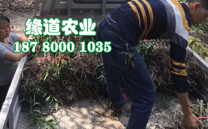 李子樹苗14.jpg
