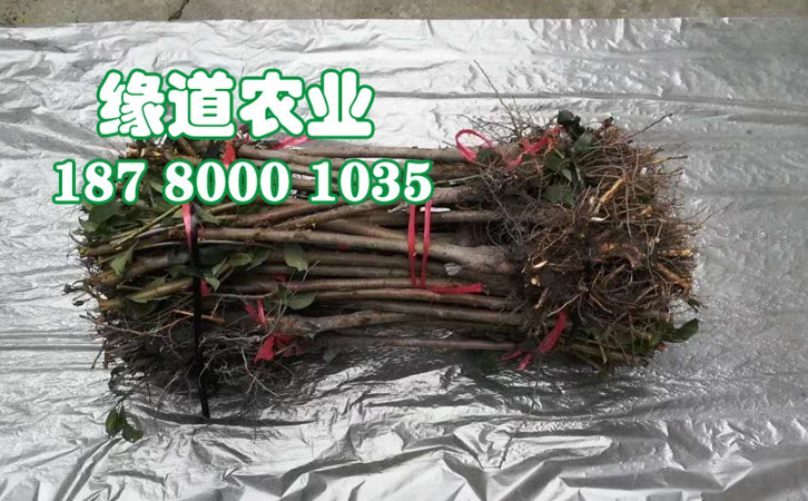 李子樹苗19.jpg