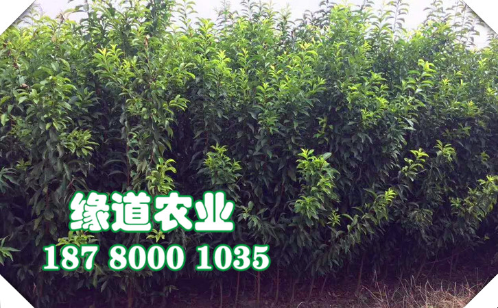 李子苗8.jpg