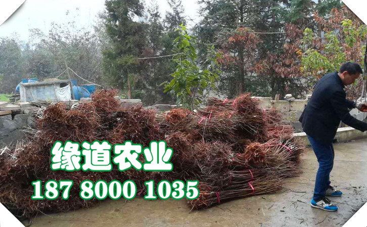 李子苗30.jpg