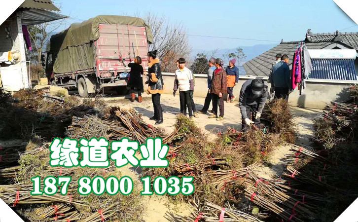 李子苗33.jpg