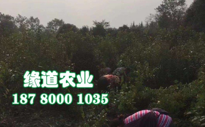 李子果樹苗1.jpg