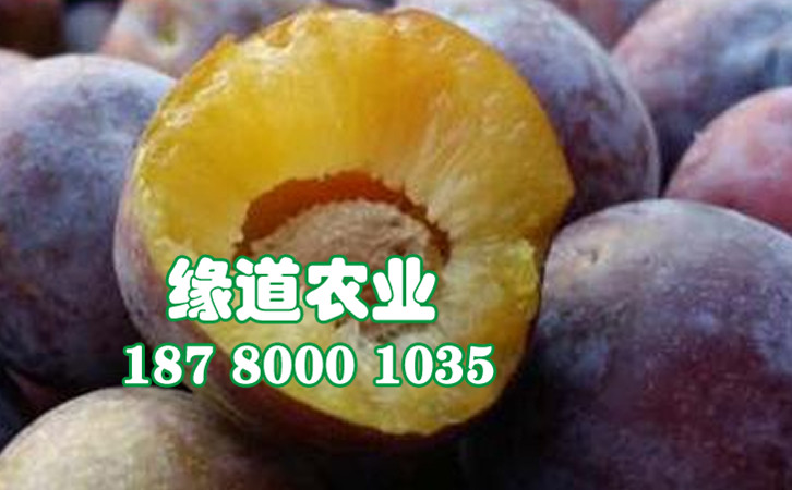 脆紅李7.jpg