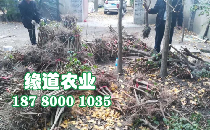 李子果樹苗45.jpg