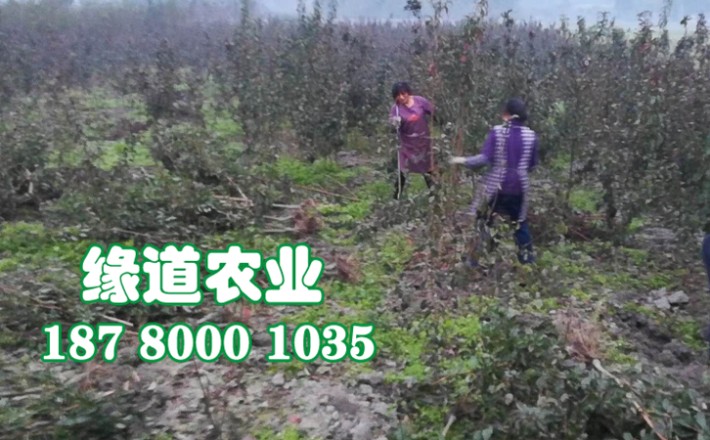李子果樹苗16.jpg