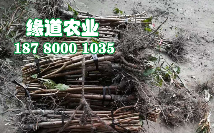 李子樹苗28.jpg
