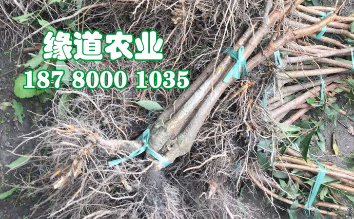 李子樹苗35.jpg