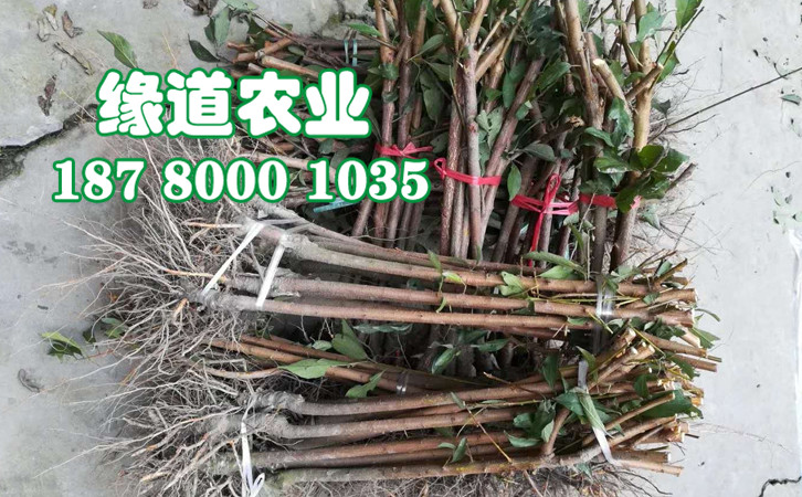 李子樹苗31.jpg