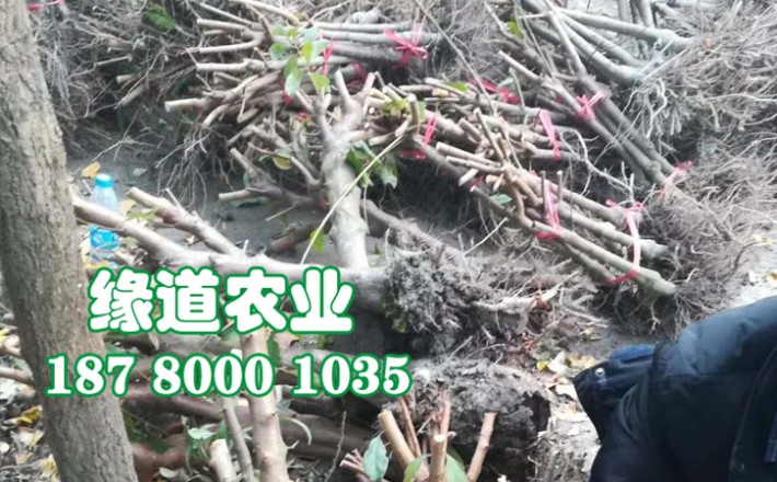 李子果樹苗46.jpg