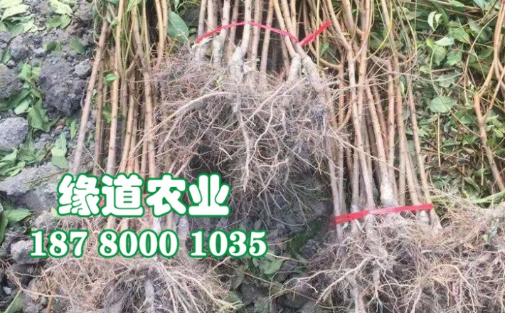 李子果樹苗5.jpg