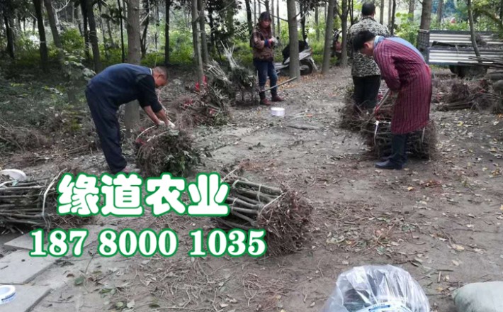 李子果樹苗27.jpg