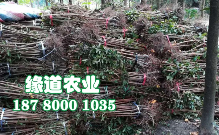 李子果樹苗7.jpg