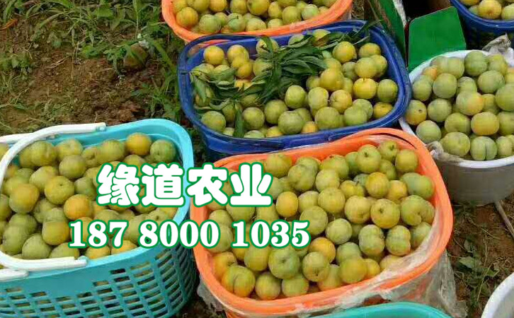 蜂糖李.jpg