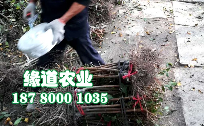 李子果樹苗20.jpg
