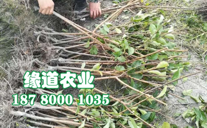 李子果樹苗24.jpg