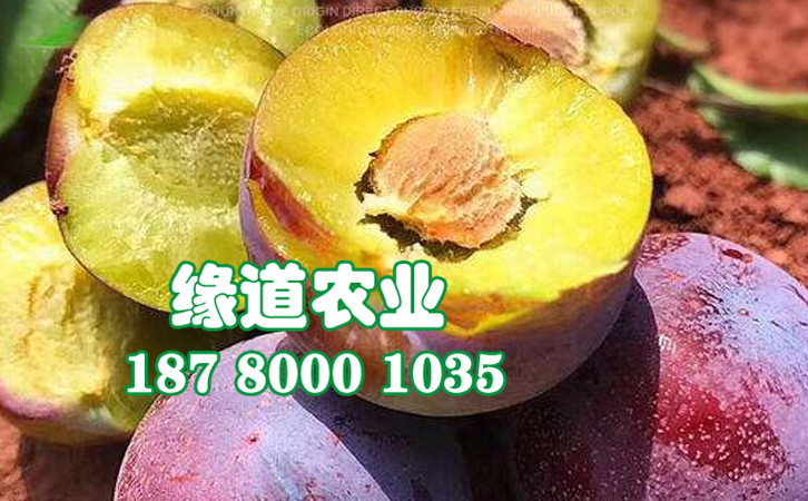 脆紅李9.jpg