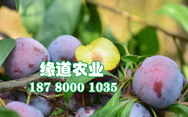 脆紅李26.jpg