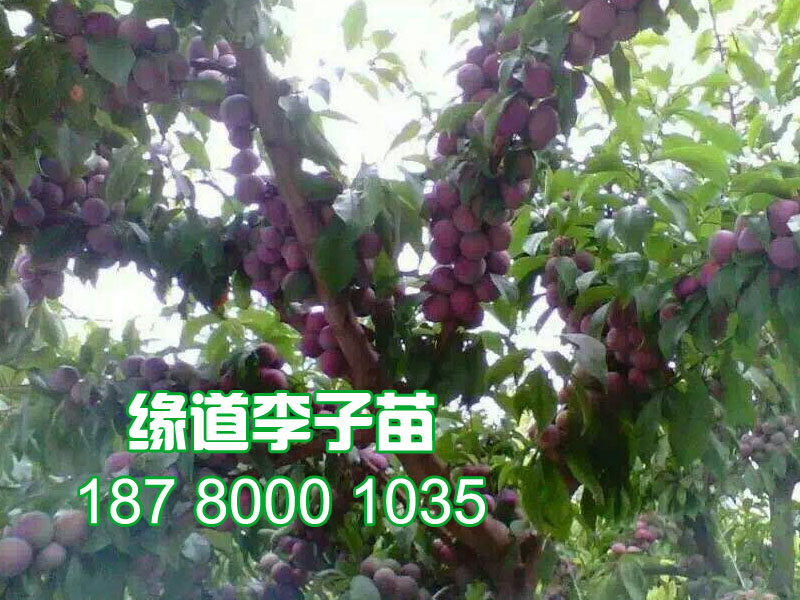 李子苗7.jpg