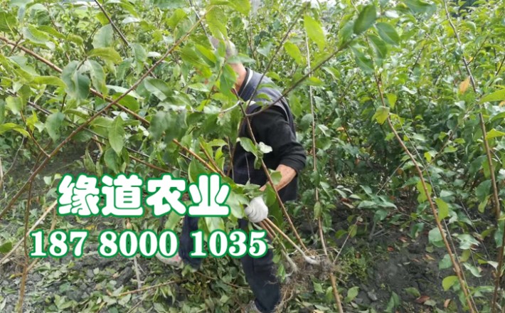 李子果樹苗25.jpg