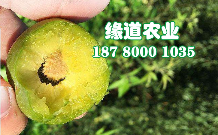 青脆李32.jpg