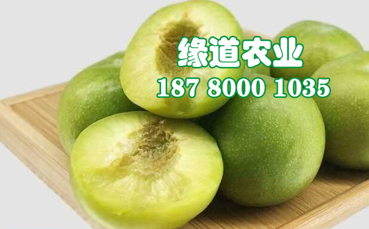 青脆李47.jpg