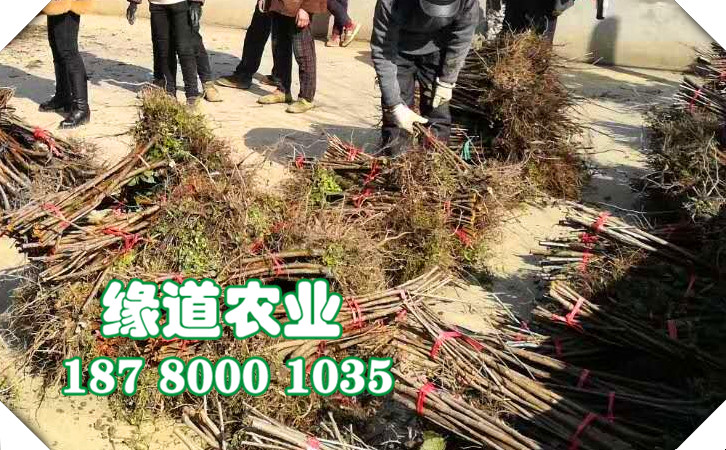 李子苗32.jpg