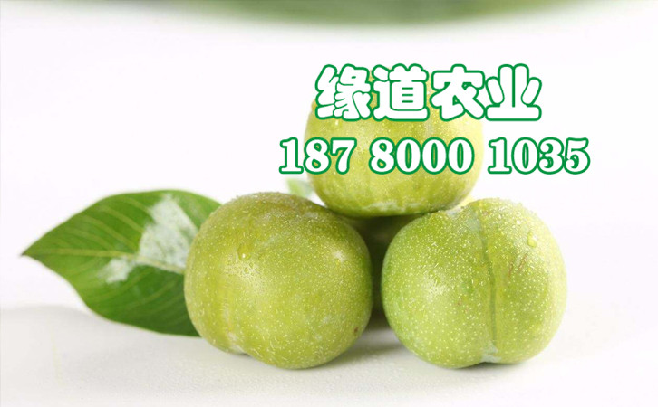 青脆李59.jpg