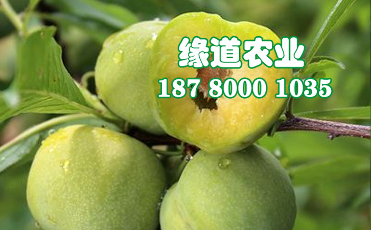 青脆李43.jpg