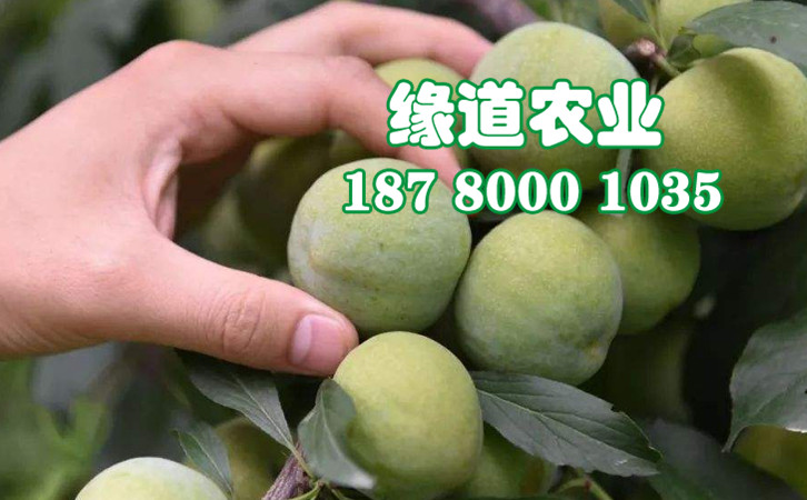 青脆李36.jpg