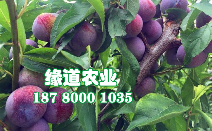 脆紅李49.jpg