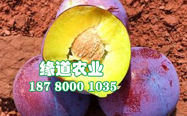 脆紅李8.jpg