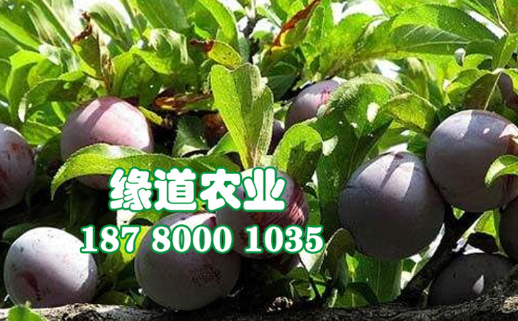 脆紅李28.jpg