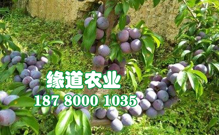 脆紅李29.jpg