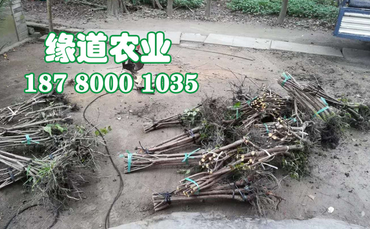 李子樹(shù)苗41.jpg