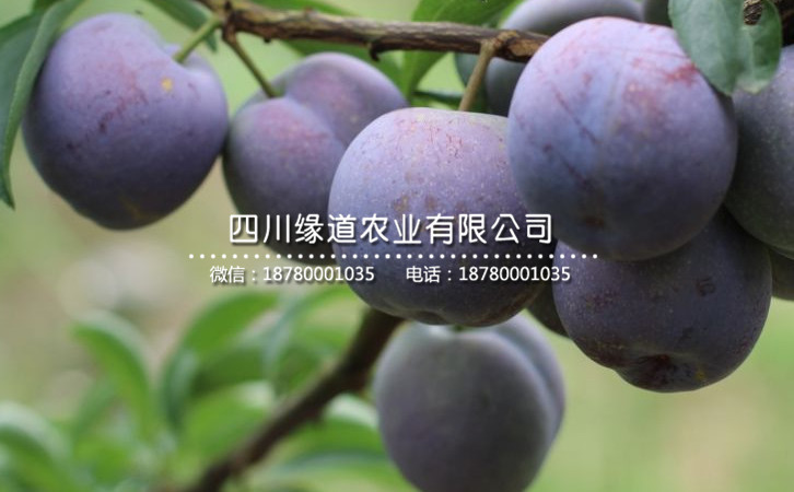五月脆李22.jpg