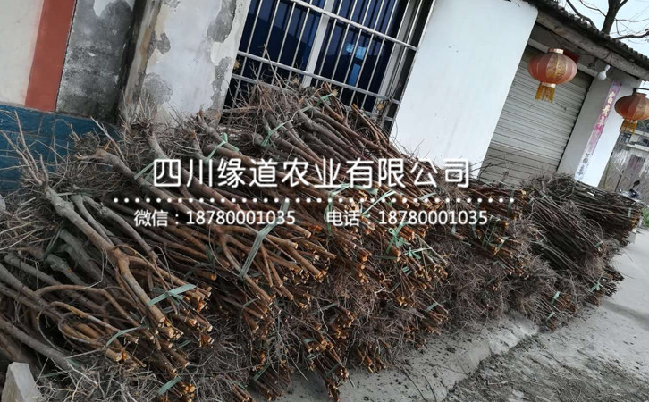 李子苗43.jpg