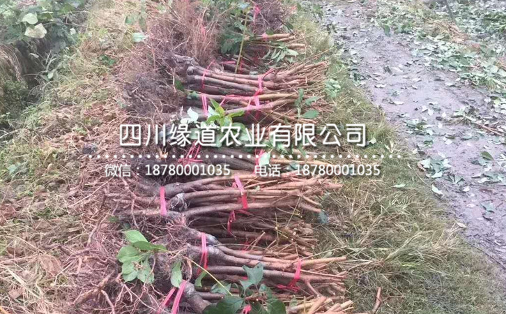 李子苗15.jpg