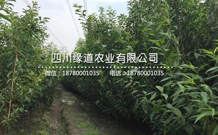 李子苗11.jpg