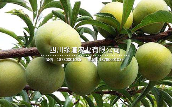 蜂糖李26.jpg