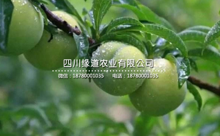 蜂糖李11.jpg