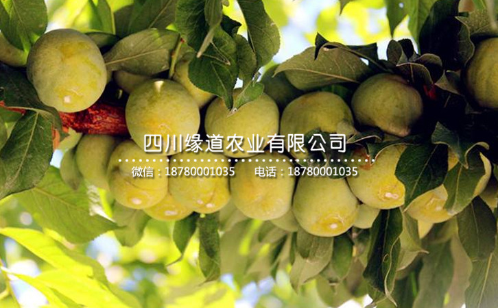 青脆李2.jpg