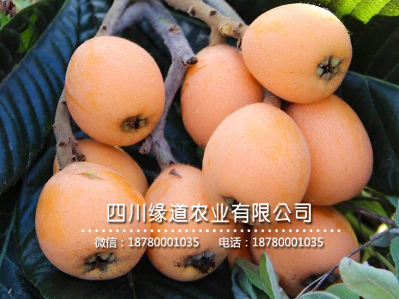 枇杷樹苗19.jpg