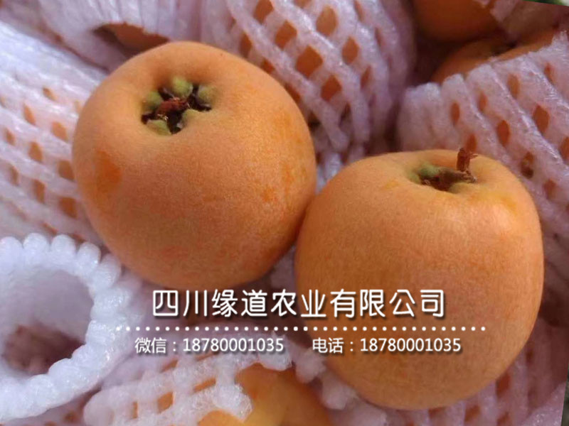 枇杷樹苗16.jpg