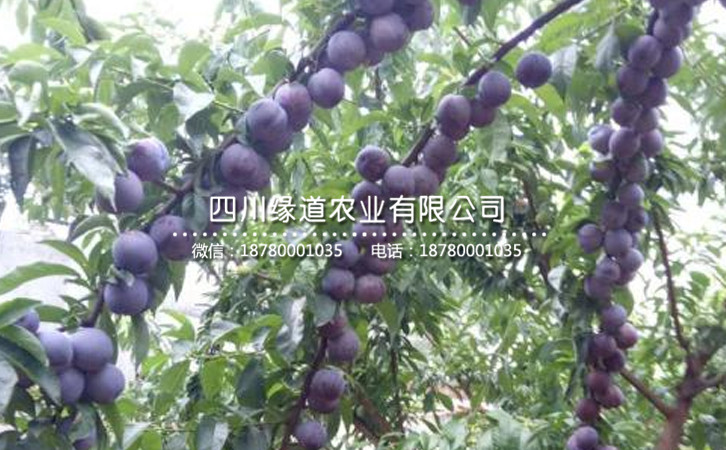 五月脆李24.jpg