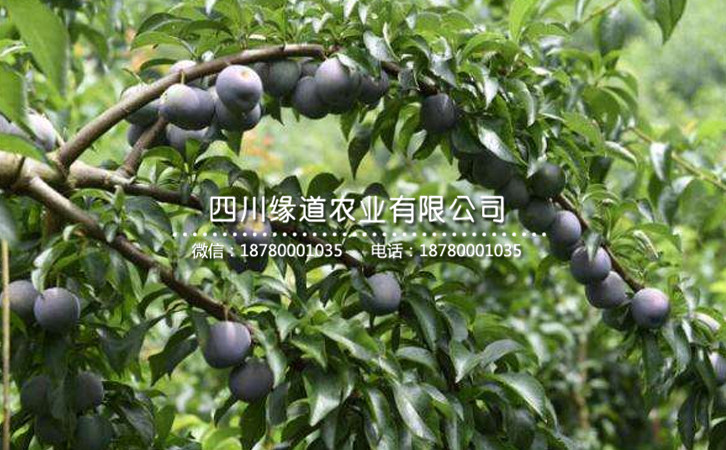 五月脆李13.jpg
