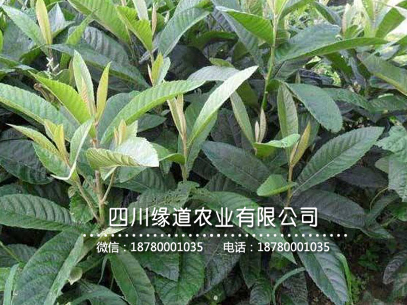 枇杷樹苗2.jpg