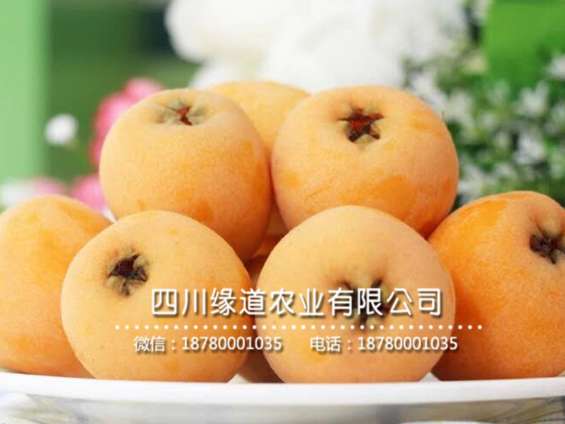 枇杷樹苗7.jpg