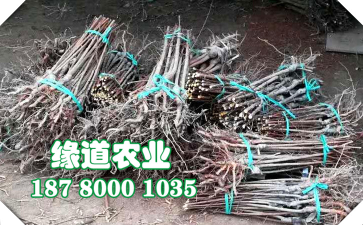 李子苗39.jpg