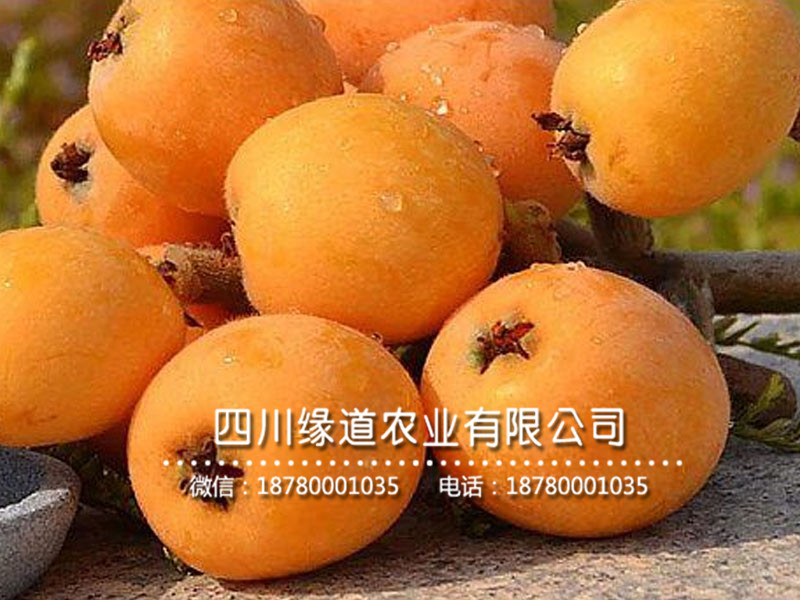 枇杷樹苗8.jpg