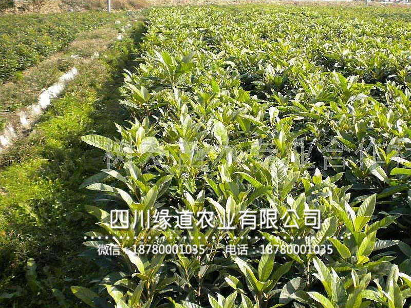 枇杷樹苗20.jpg